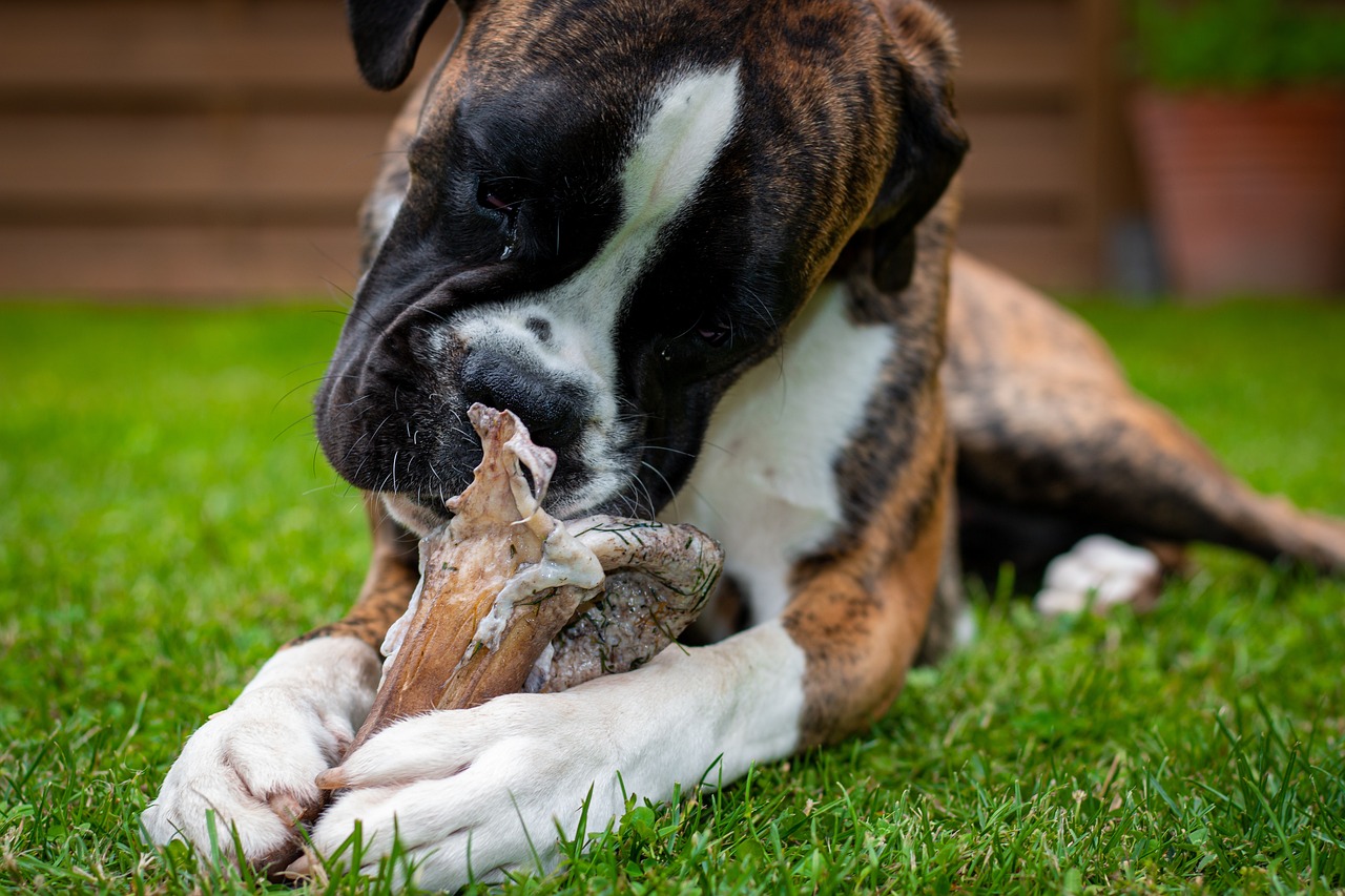 How to Make Homemade Treats for Your Pets